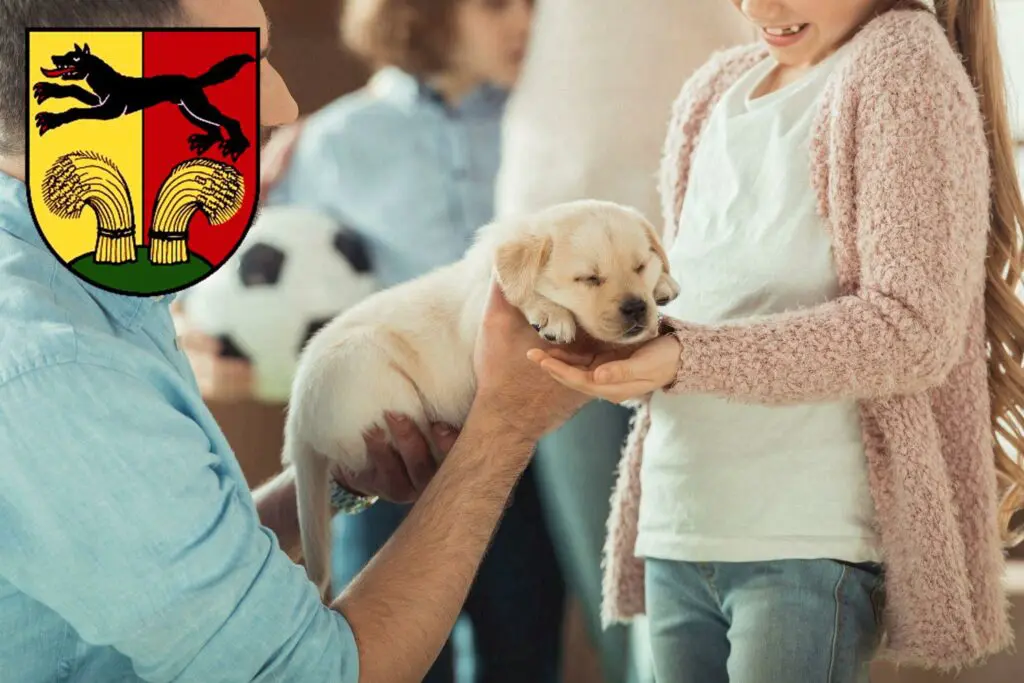 Labrador Züchter mit Welpen Peine, Niedersachsen