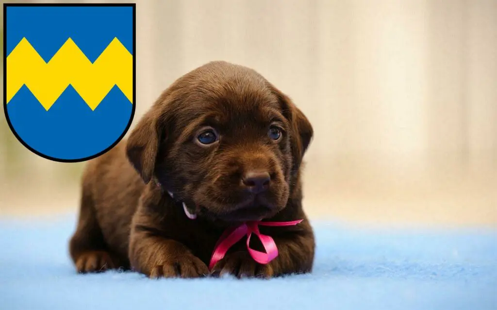 Labrador Züchter mit Welpen Pfaffenhofen an der Ilm, Bayern
