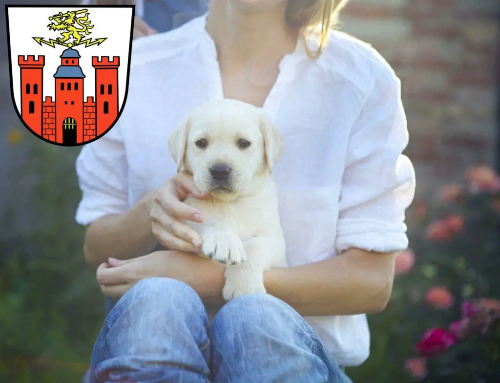 Labrador Züchter mit Welpen Pirmasens, Rheinland-Pfalz