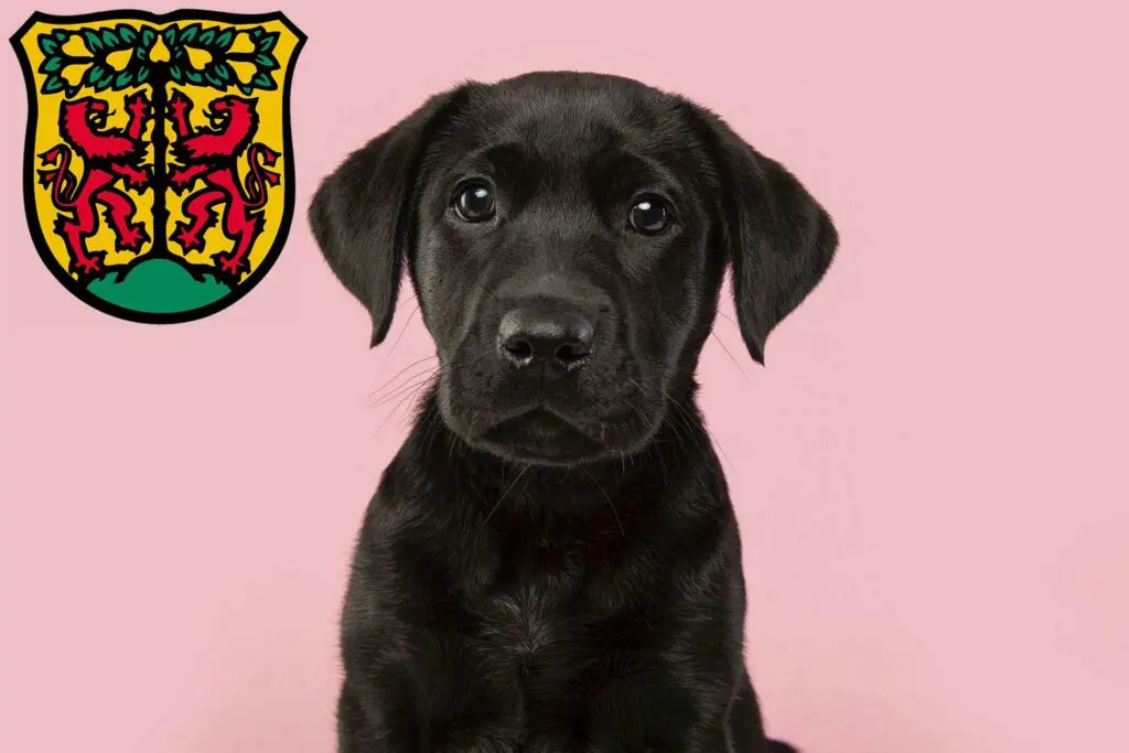 Labrador Züchter mit Welpen Pirna, Sachsen