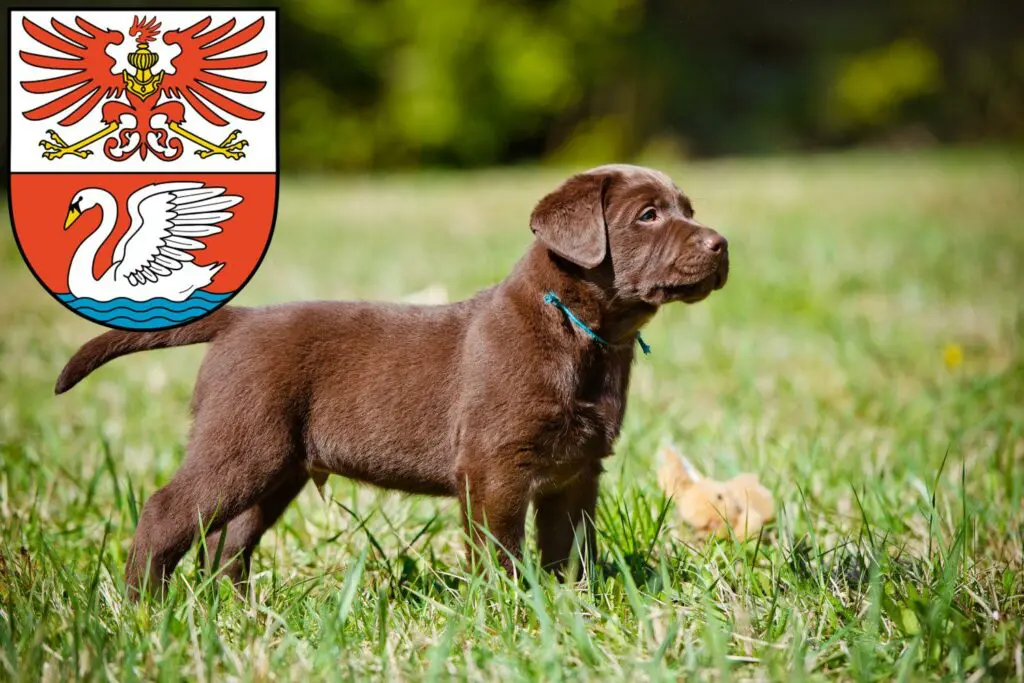 Labrador Züchter mit Welpen Prenzlau, Brandenburg