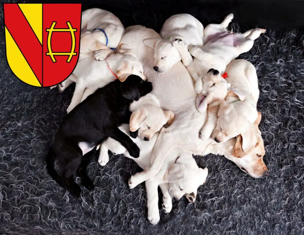 Labrador Züchter mit Welpen Rastatt, Baden-Württemberg