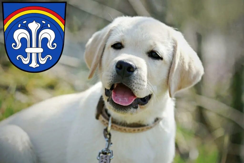 Labrador Züchter mit Welpen Regen (Stadt), Bayern