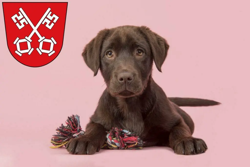 Labrador Züchter mit Welpen Regensburg, Bayern