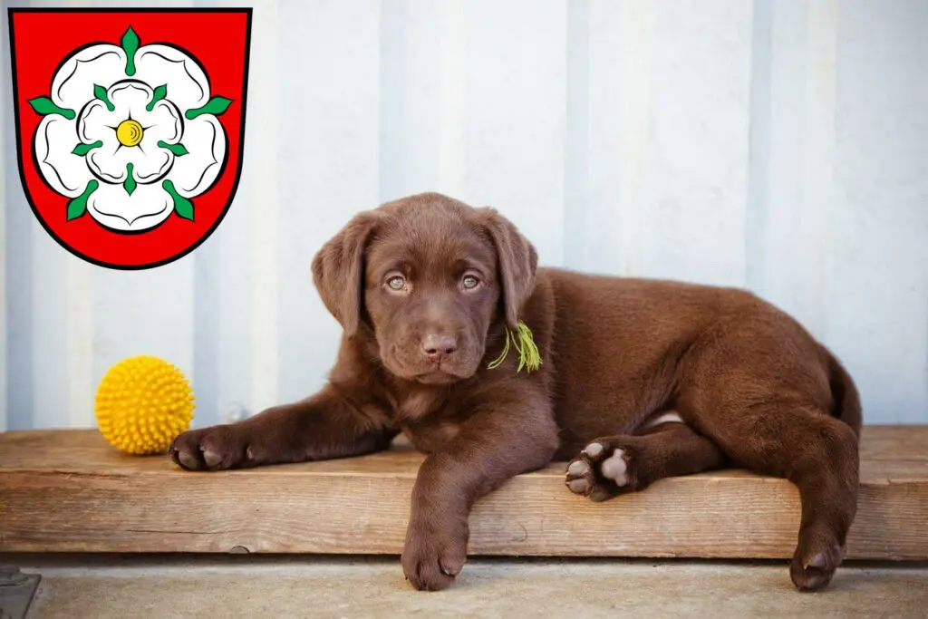 Labrador Züchter mit Welpen Rosenheim, Bayern