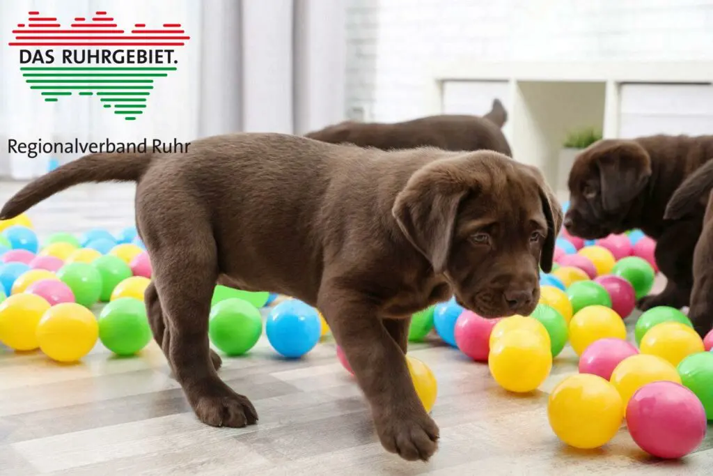 Labrador Züchter mit Welpen Ruhrgebiet, Nordrhein-Westfalen