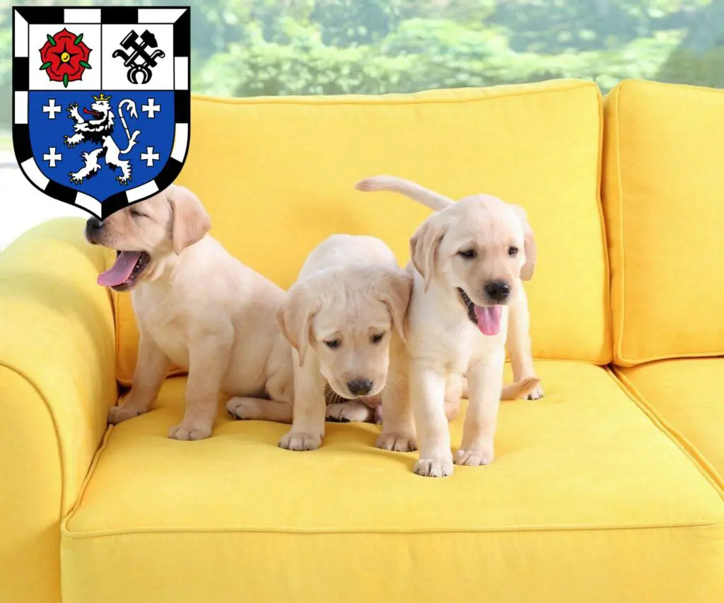 Labrador Züchter mit Welpen Saarbrücken, Saarland