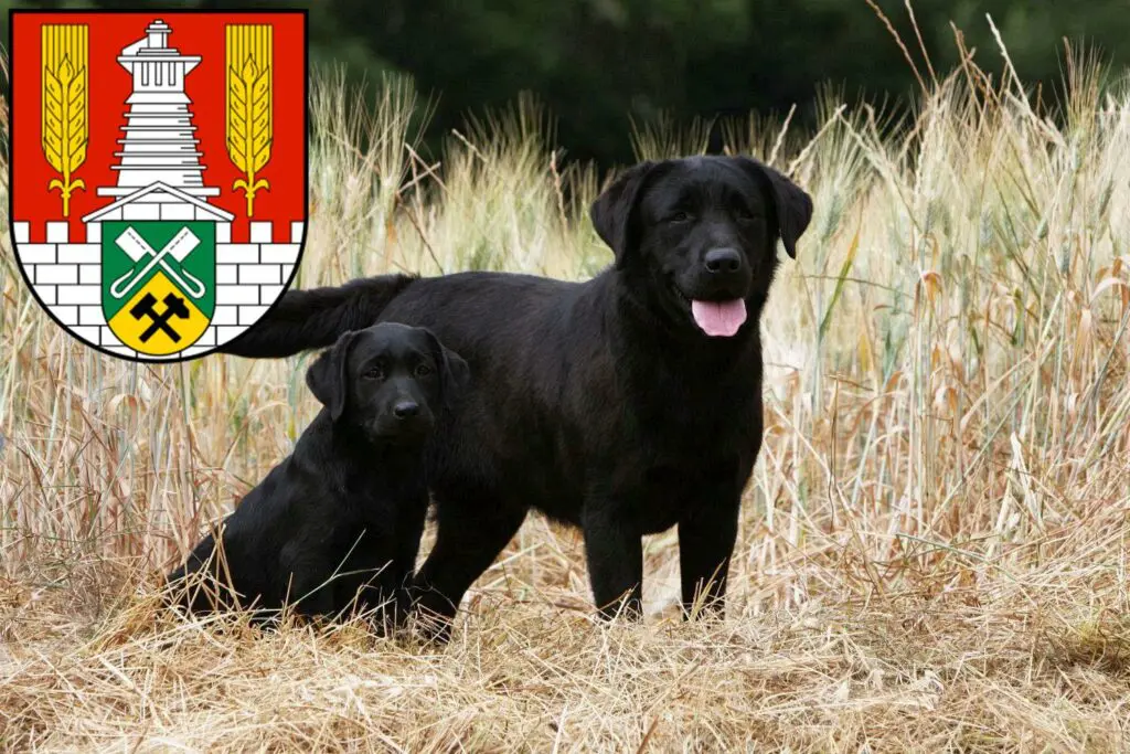 Labrador Züchter mit Welpen Salzgitter, Niedersachsen