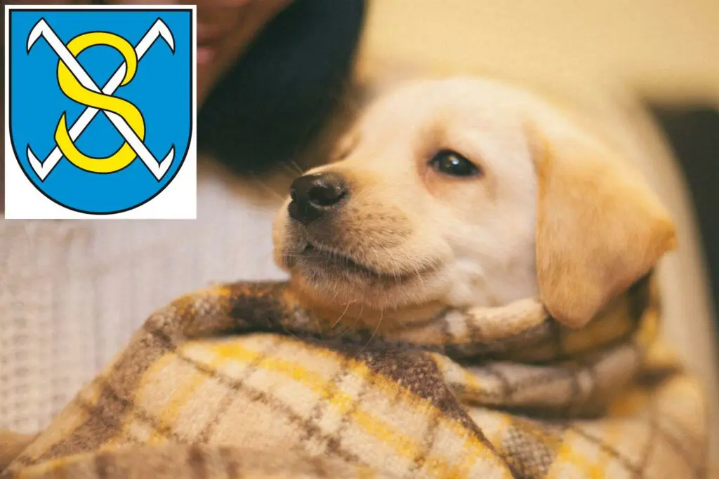 Labrador Züchter mit Welpen Sangerhausen, Sachsen-Anhalt
