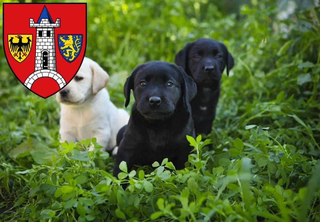 Labrador Züchter mit Welpen Schwabach, Bayern