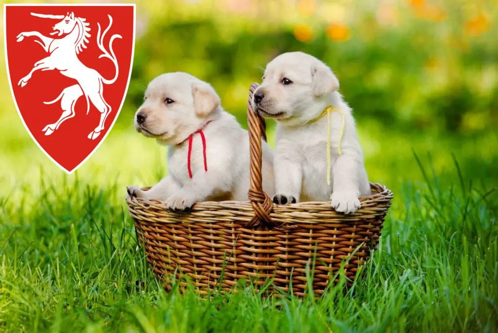 Labrador Züchter mit Welpen Schwäbisch Gmünd, Baden-Württemberg