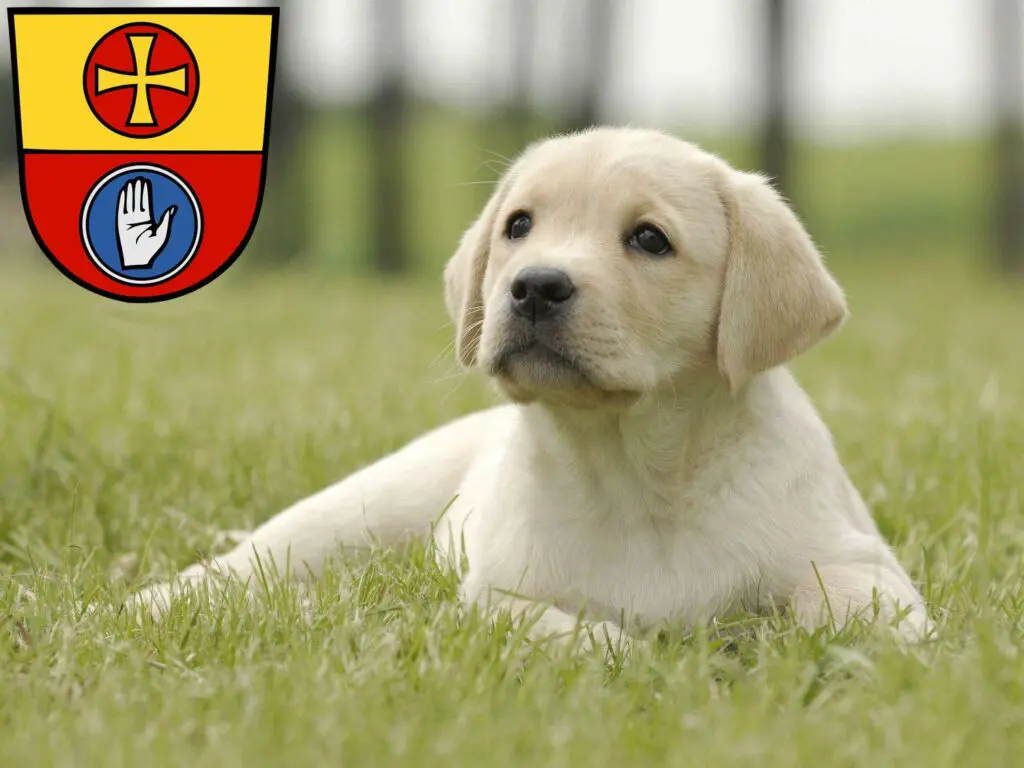 Labrador Züchter mit Welpen Schwäbisch Hall, Baden-Württemberg