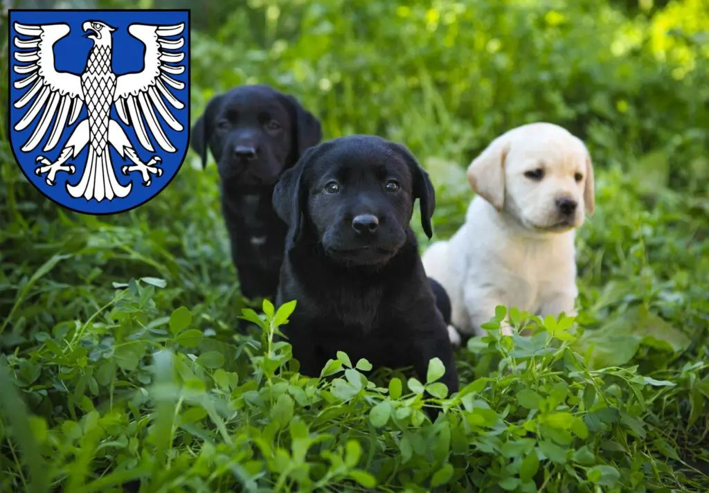 Labrador Züchter mit Welpen Schweinfurt, Bayern
