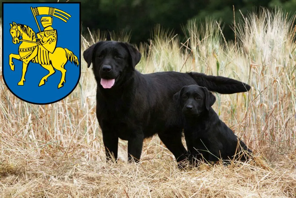 Labrador Züchter mit Welpen Schwerin, Mecklenburg-Vorpommern