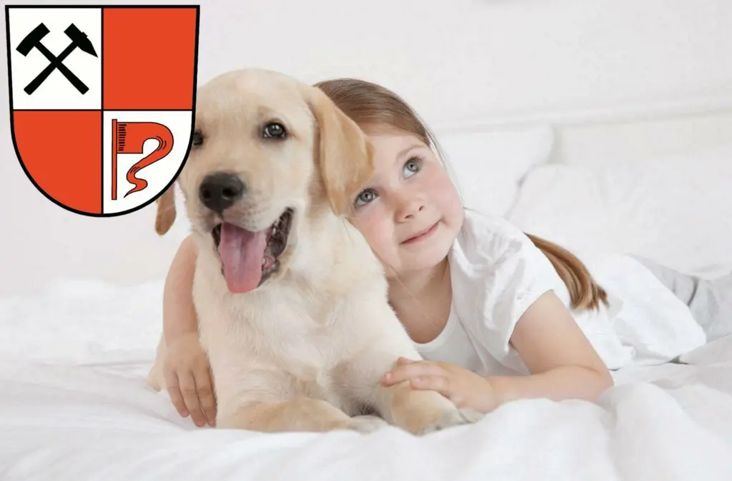 Labrador Züchter mit Welpen Senftenberg, Brandenburg