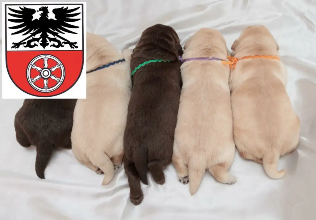 Labrador Züchter mit Welpen Sömmerda, Thüringen