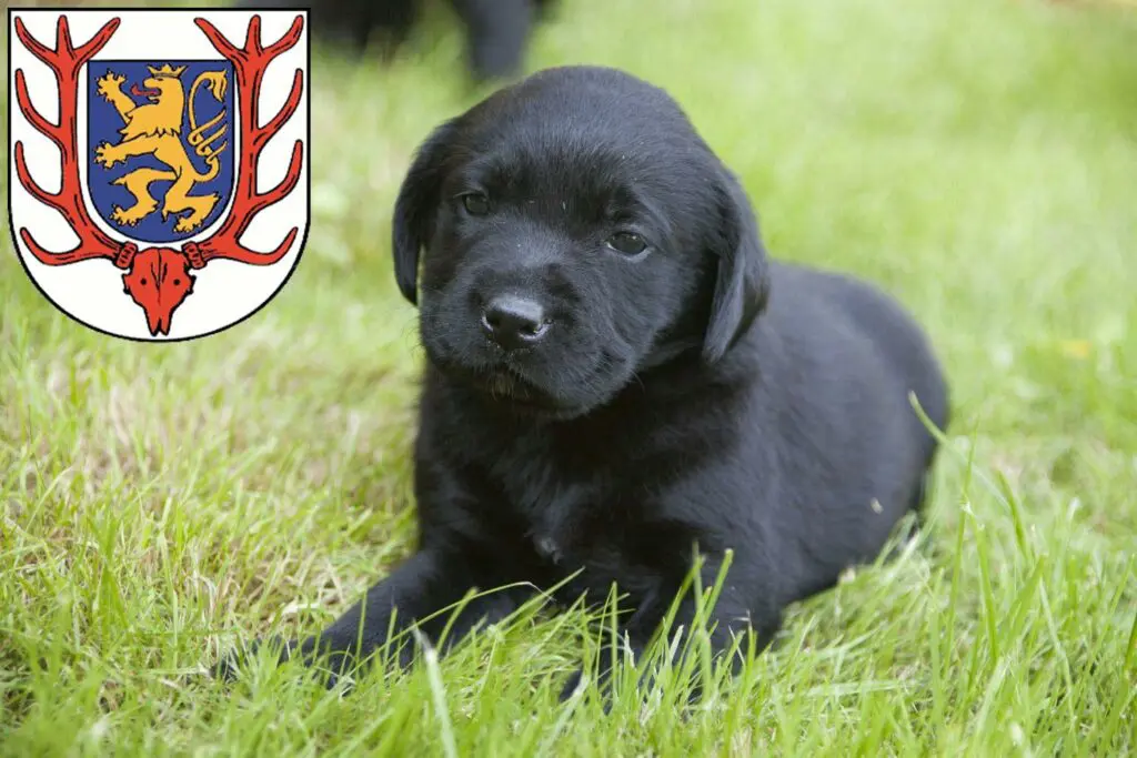 Labrador Züchter mit Welpen Sondershausen, Thüringen