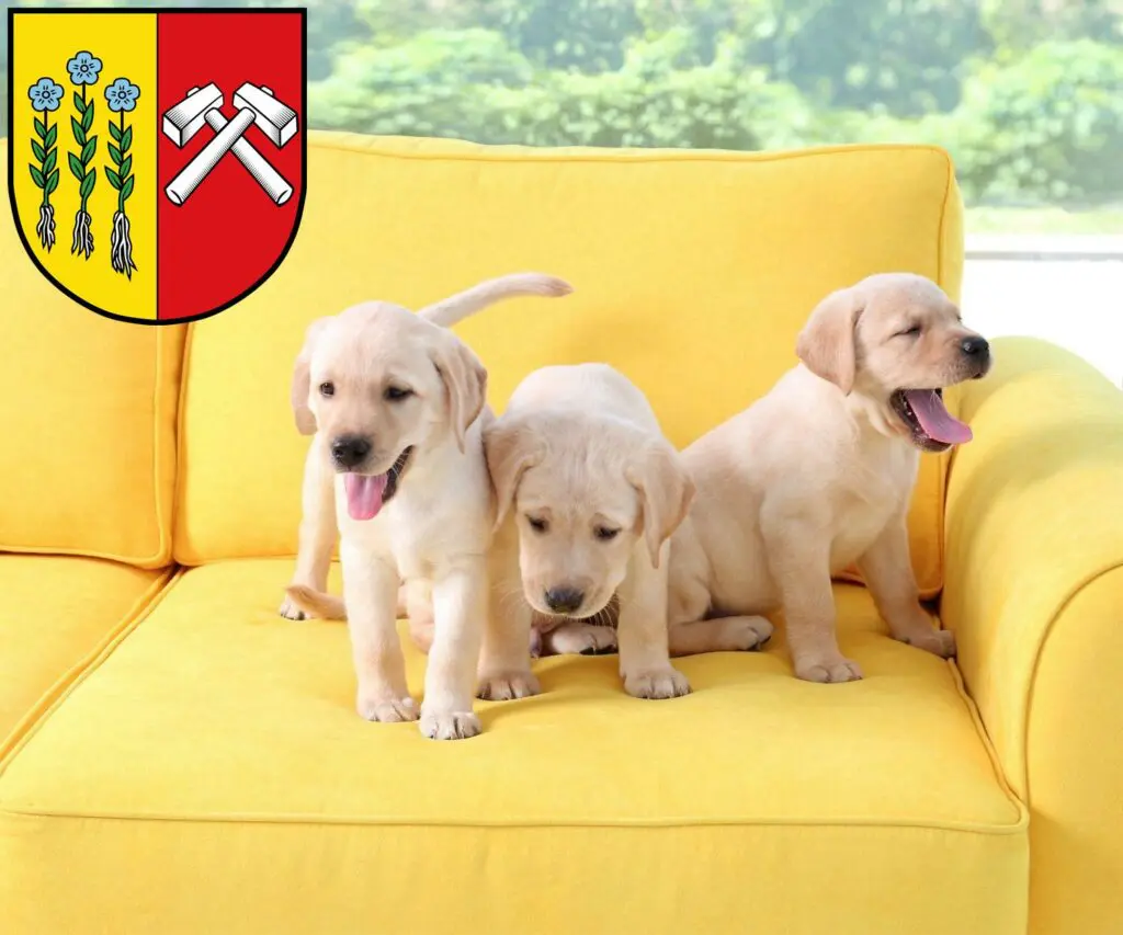 Labrador Züchter mit Welpen Sonthofen, Bayern