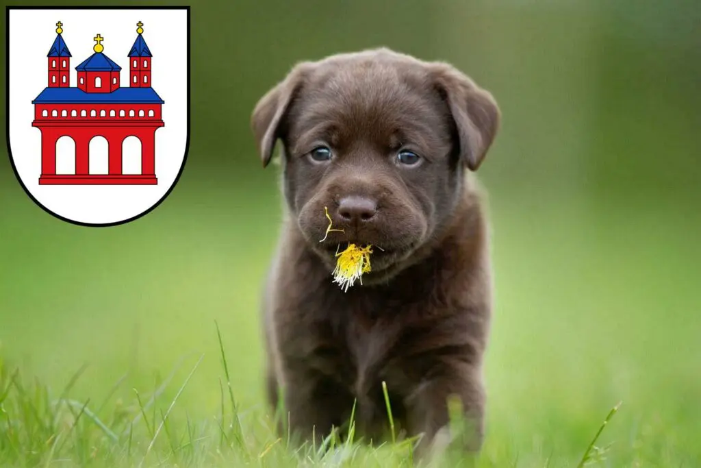 Labrador Züchter mit Welpen Speyer, Rheinland-Pfalz