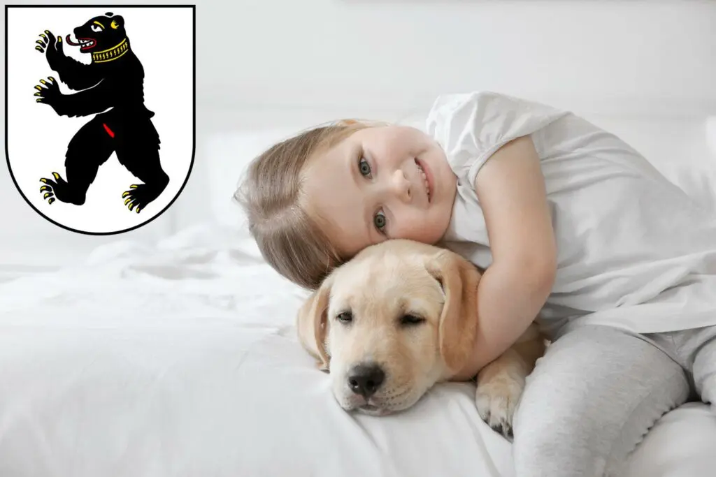 Labrador Züchter mit Welpen St. Gallen, Schweiz