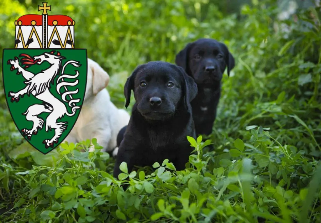 Labrador Züchter mit Welpen Steiermark, Österreich