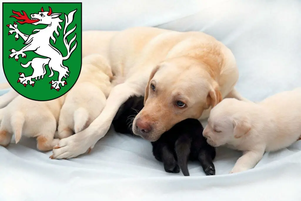 Labrador Züchter mit Welpen Steyr, Österreich