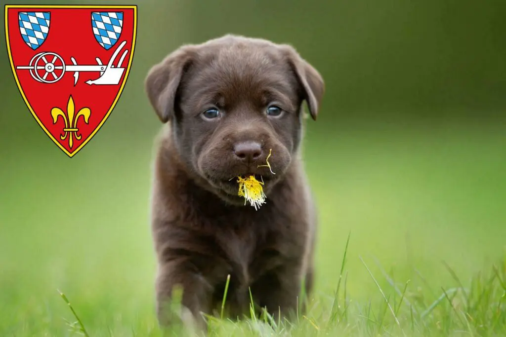 Labrador Züchter mit Welpen Straubing, Bayern