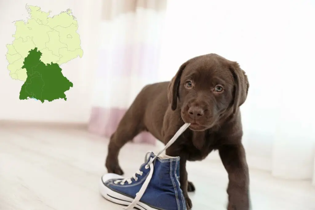 Labrador Züchter mit Welpen Süddeutschland, Baden-Württemberg