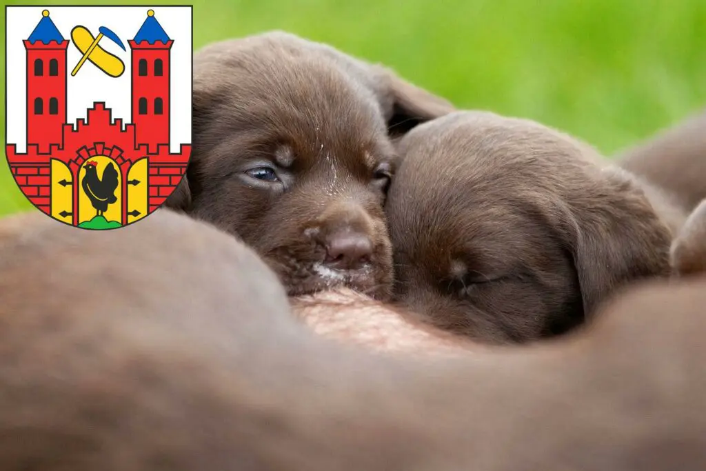 Labrador Züchter mit Welpen Suhl, Thüringen
