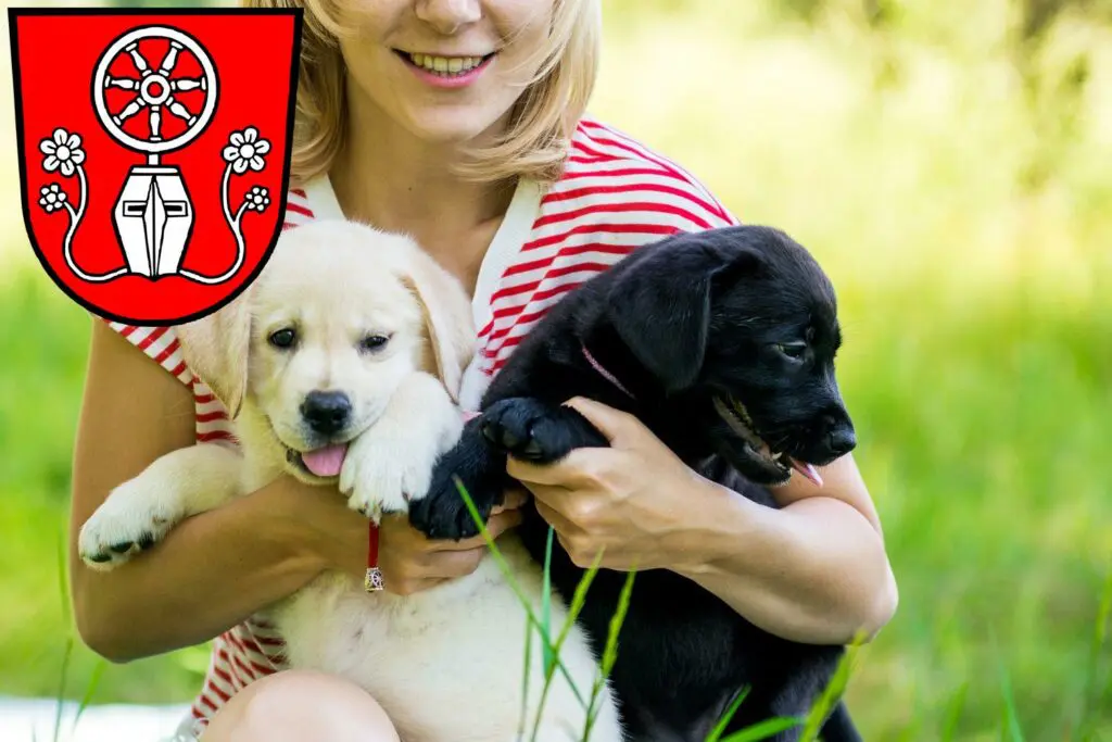 Labrador Züchter mit Welpen Tauberbischofsheim, Baden-Württemberg