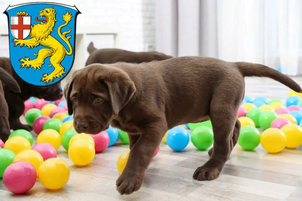 Labrador Züchter mit Welpen Taunusstein, Hessen