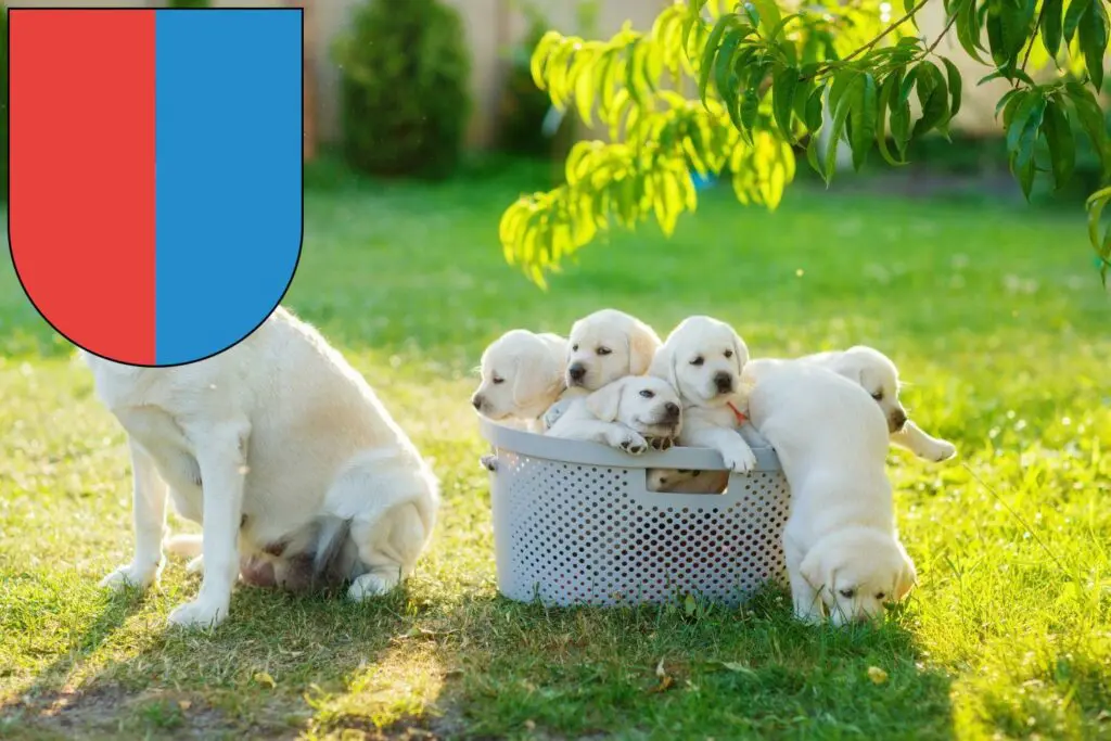Labrador Züchter mit Welpen Tessin, Schweiz