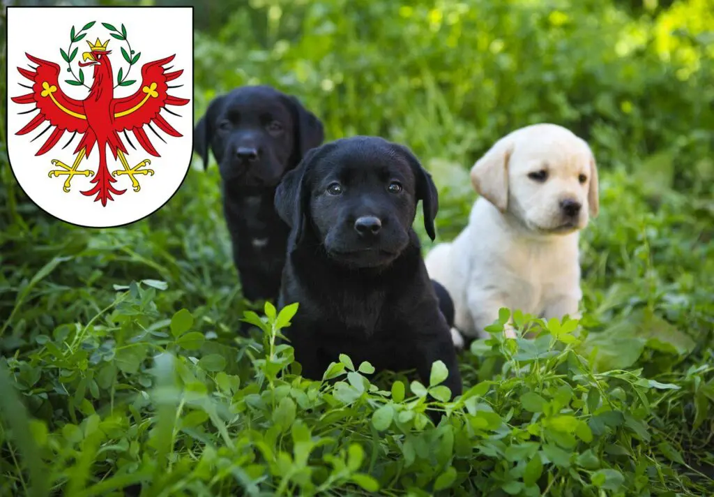 Labrador Züchter mit Welpen Tirol, Österreich