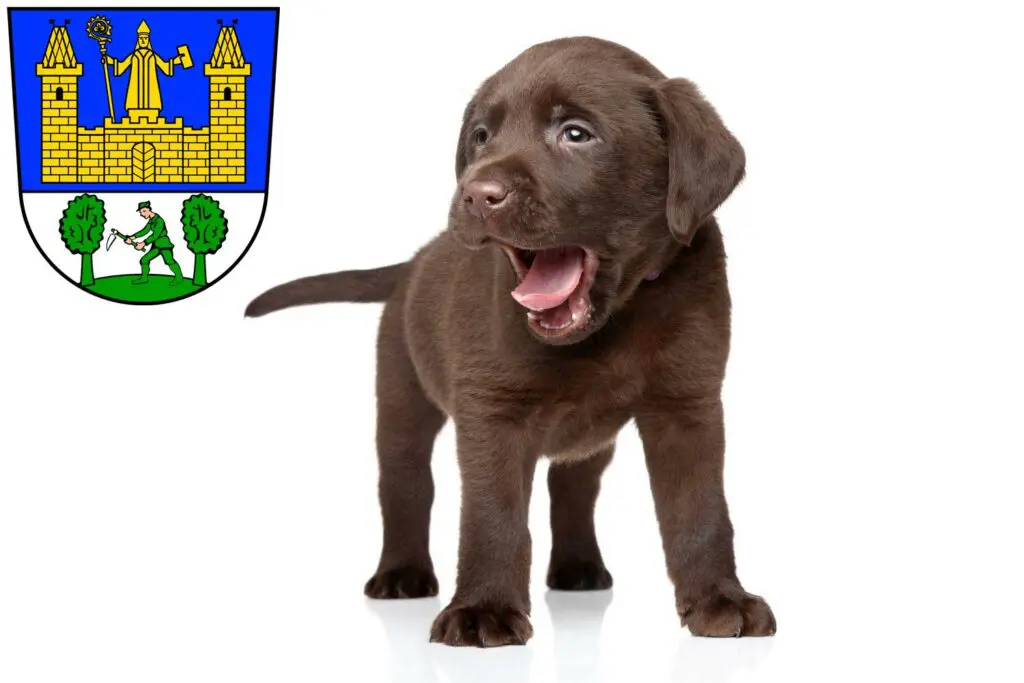 Labrador Züchter mit Welpen Tirschenreuth, Bayern