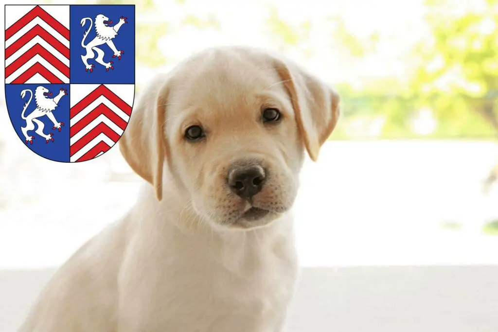 Labrador Züchter mit Welpen Torgau, Sachsen