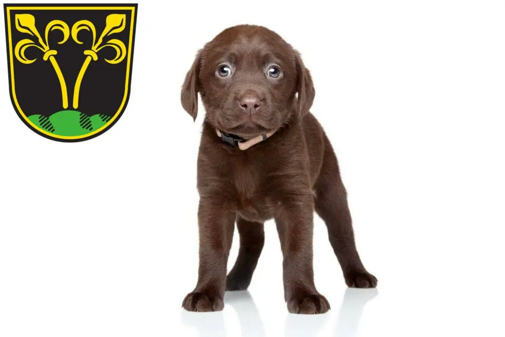 Labrador Züchter mit Welpen Traunstein, Bayern