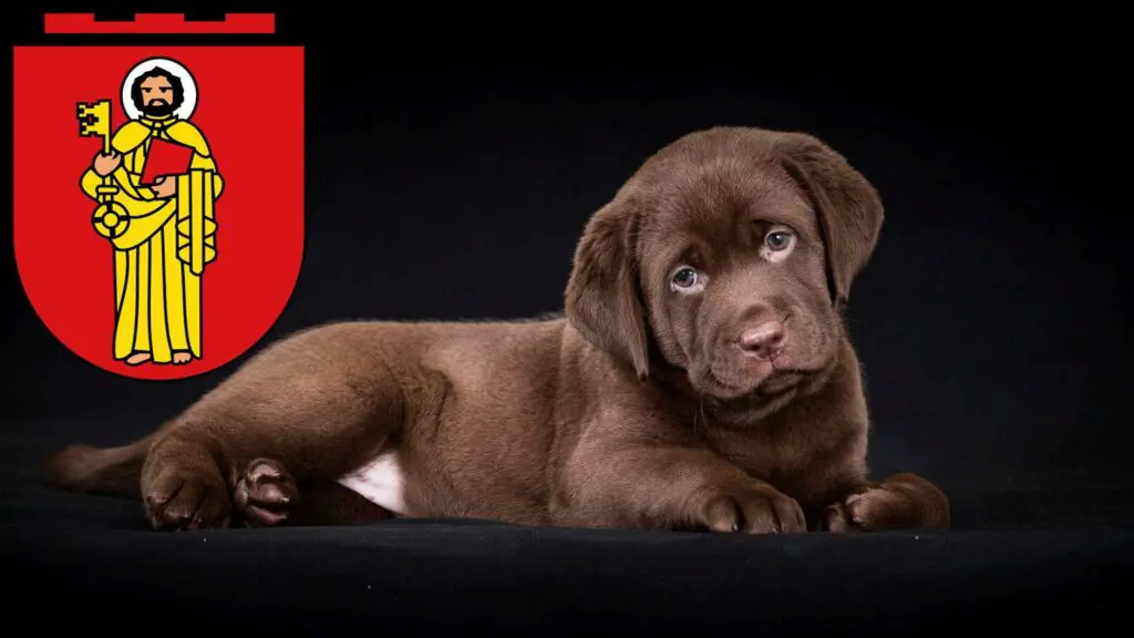 Labrador Züchter mit Welpen Trier, Rheinland-Pfalz