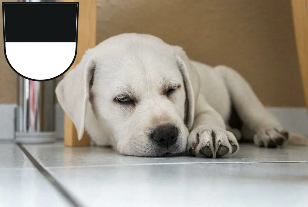 Labrador Züchter mit Welpen Ulm, Baden-Württemberg