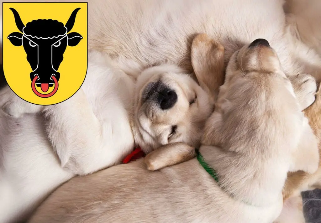 Labrador Züchter mit Welpen Uri, Schweiz