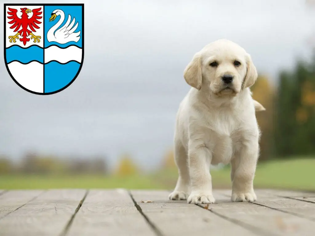 Labrador Züchter mit Welpen Villingen-Schwenningen, Baden-Württemberg