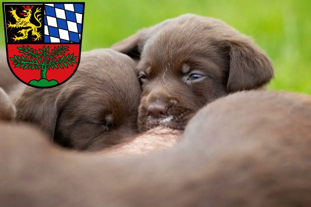 Labrador Züchter mit Welpen Weiden in der Oberpfalz, Bayern