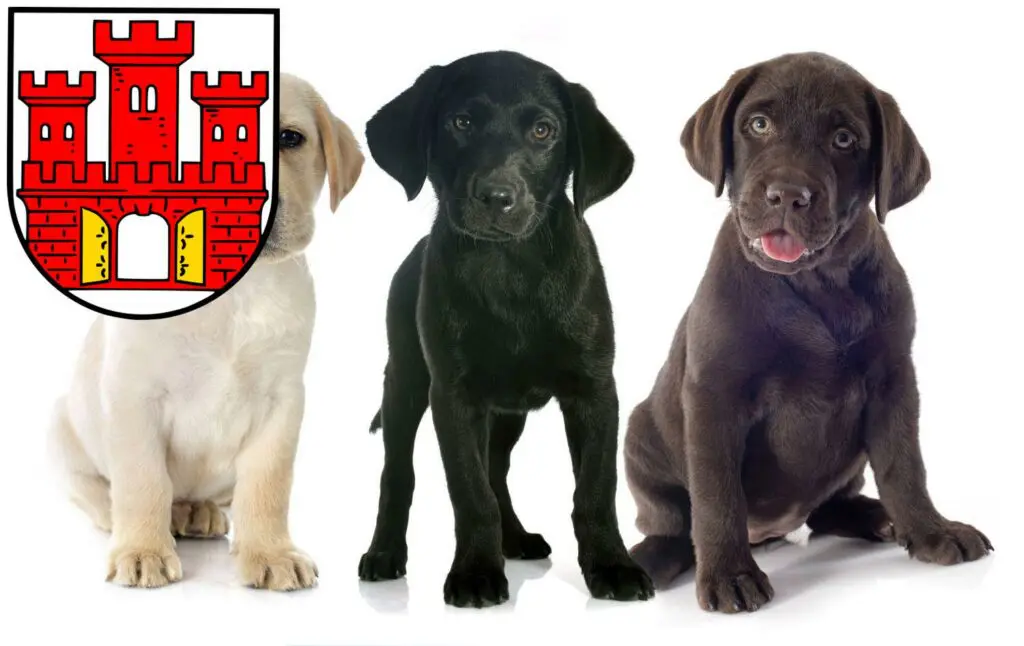 Labrador Züchter mit Welpen Weilheim in Oberbayern, Bayern