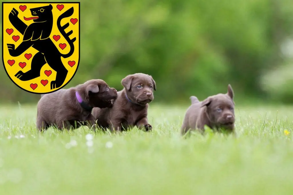 Labrador Züchter mit Welpen Weimar, Thüringen