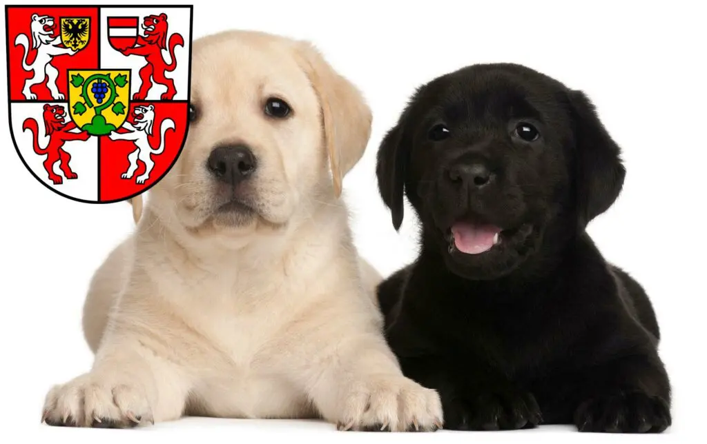 Labrador Züchter mit Welpen Weingarten, Baden-Württemberg