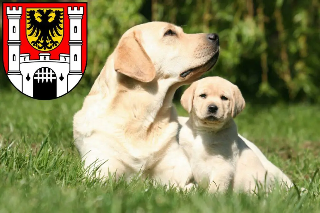 Labrador Züchter mit Welpen Weißenburg in Bayern, Bayern