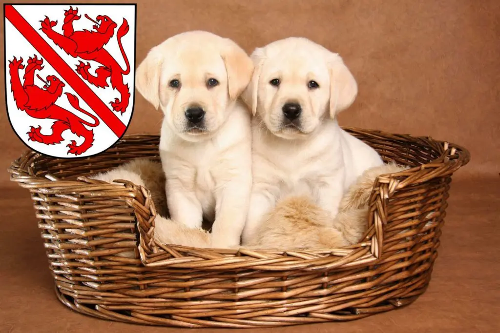 Labrador Züchter mit Welpen Winterthur, Schweiz