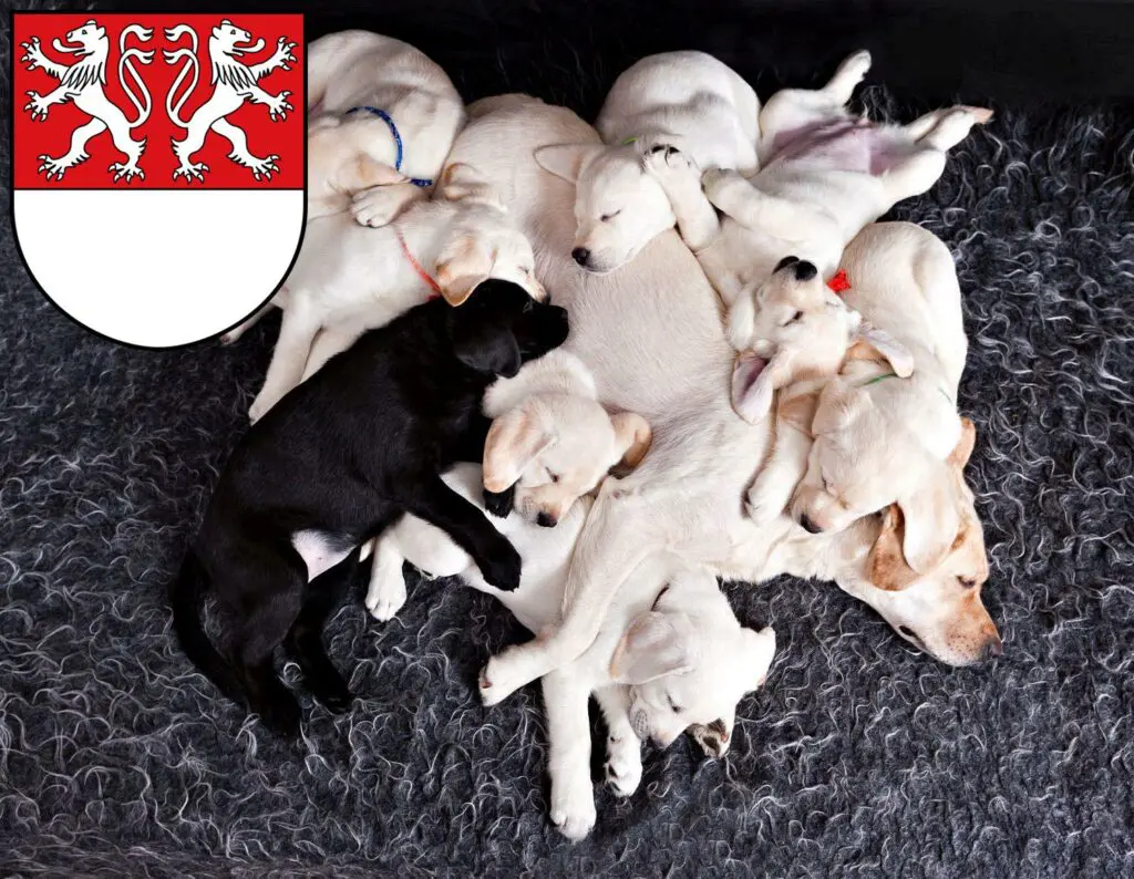 Labrador Züchter mit Welpen Witten, Nordrhein-Westfalen