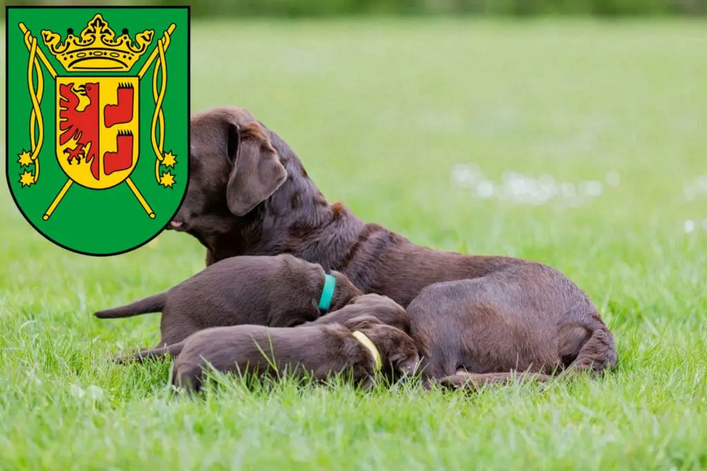 Labrador Züchter mit Welpen Wittmund, Niedersachsen