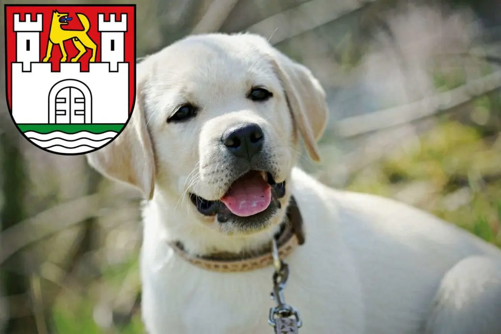 Labrador Züchter mit Welpen Wolfsburg, Niedersachsen