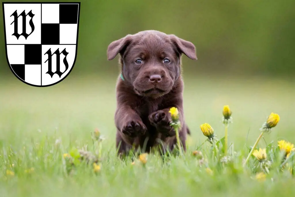 Labrador Züchter mit Welpen Wunsiedel, Bayern